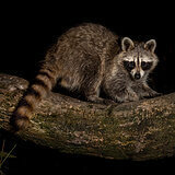 Racoon